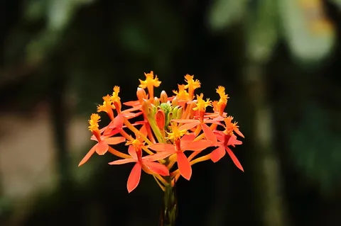 Epidendrum Secundum   