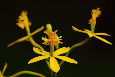 Epidendrum sp