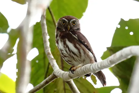 Ferrugineous Pygmy-Owl
