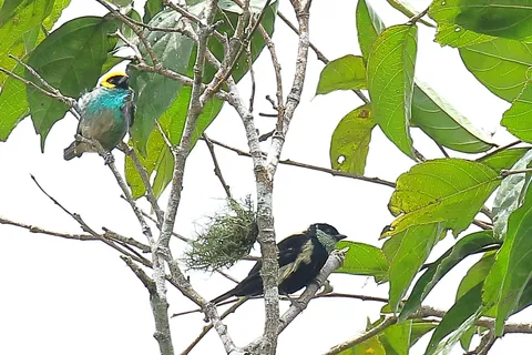 Green-throated Tanager