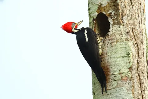 Linneated Woodpecker
