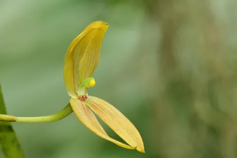 Mormolyca pulyphylla