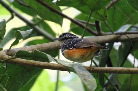 Peruvian Warbling-Antbird