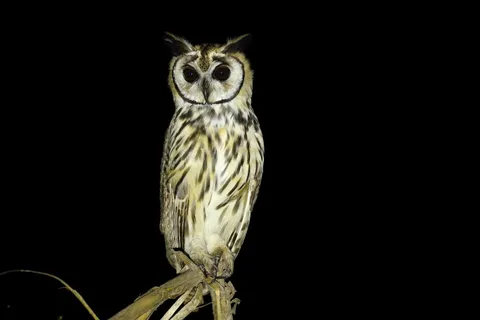 Striped-Owl