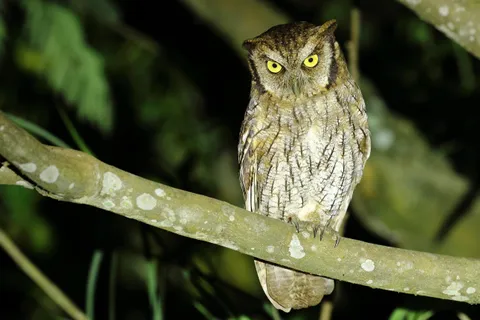 Tropical Screach-Owl