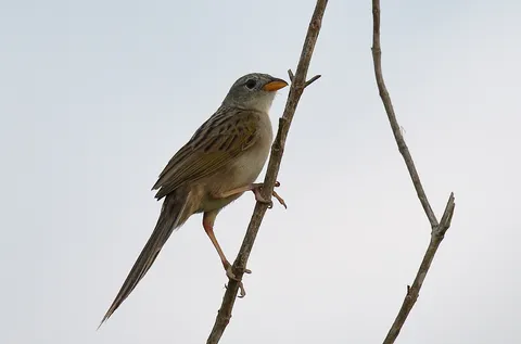Wedge-tailed Grassfinch