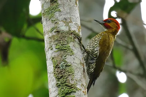 White-throated Woodpecker