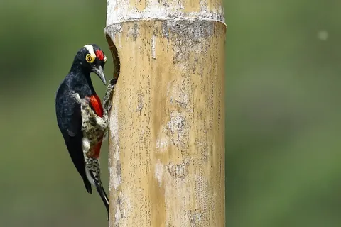 Yellow-tuffted Woodpecker
